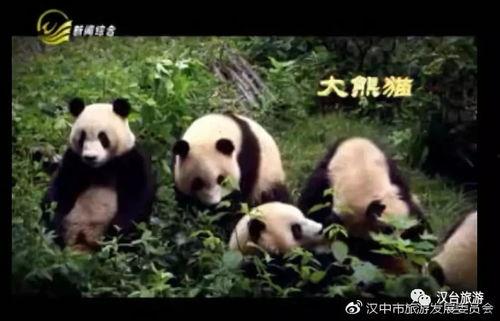 汉中电视台在线观看,尽享地方新闻与文化盛宴  第1张