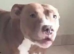 向死而生二狗爆料最新,揭秘娱乐圈不为人知的真相  第3张